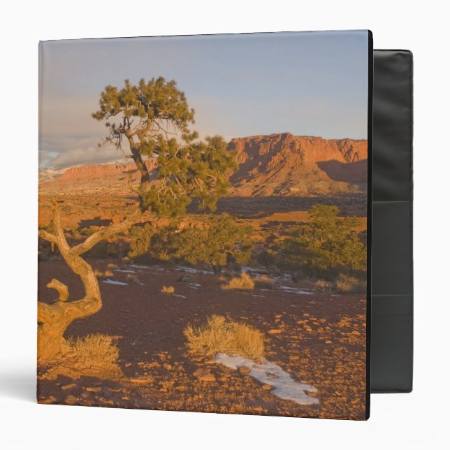 A Utah Juniper Juniperus osteosperma) tree in 3 Ring Binder (Front/Inside)