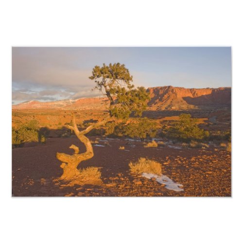 A Utah Juniper Juniperus osteosperma tree in Photo Print