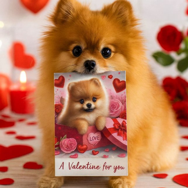 A Valentine for You Cute Pomeranian Dog  Holiday Postcard (A charming Valentine's Day postcard designed for dog enthusiasts, featuring a delightful Pomeranian)