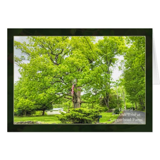 A Venerable Old Pin Oak Tree (Front Horizontal)