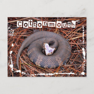 A venomous Eastern Cottonmouth snake Postcard