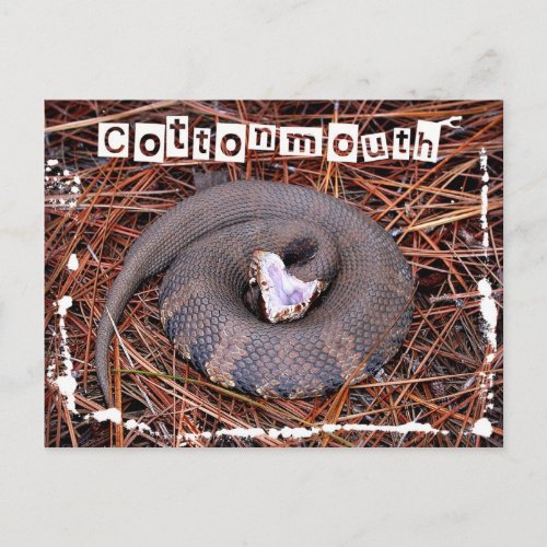 A venomous Eastern Cottonmouth snake Postcard
