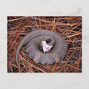 A venomous Eastern Cottonmouth snake Postcard