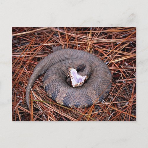 A venomous Eastern Cottonmouth snake Postcard