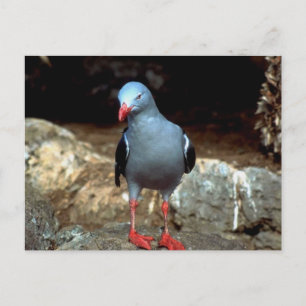 a very color full pidgeon with red feet postcard