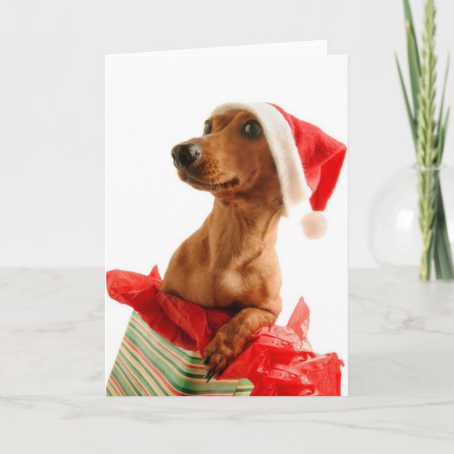 A very Doxie Christmas Holiday Card (Front)