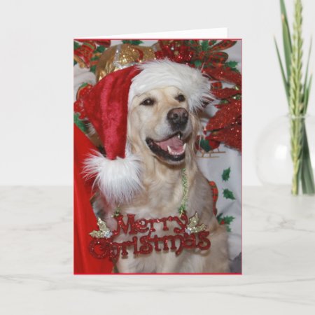 A Very Happy 'christmas' Golden Retriever Holiday Card