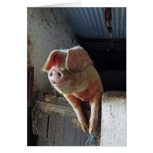 A very happy pig, Cornwall 2012 Cards (Front)