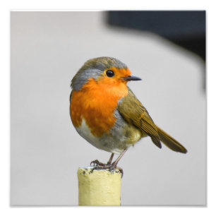 A Very Stunning Robin  Photo Print