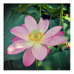 A vibrant lotus flower acrylic print