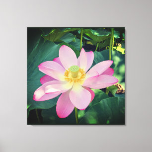 A vibrant lotus flower canvas print