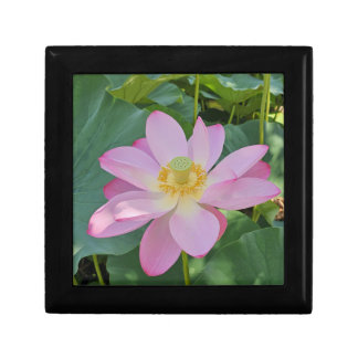 A vibrant lotus flower gift box