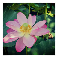 A vibrant lotus flower