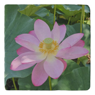 A vibrant lotus flower trivet