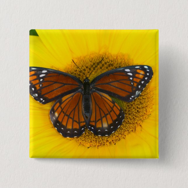 A Viceroy Butterfly | Limenitis Archippus Button (Front)