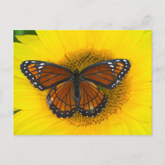 A Viceroy Butterfly | Limenitis Archippus Postcard (Front)