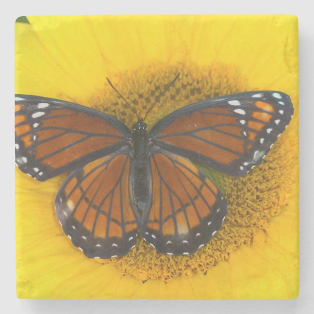 A Viceroy Butterfly | Limenitis Archippus Stone Coaster (Front)