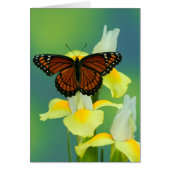 A Viceroy Butterfly on a Yellow Japanese Iris (Front)