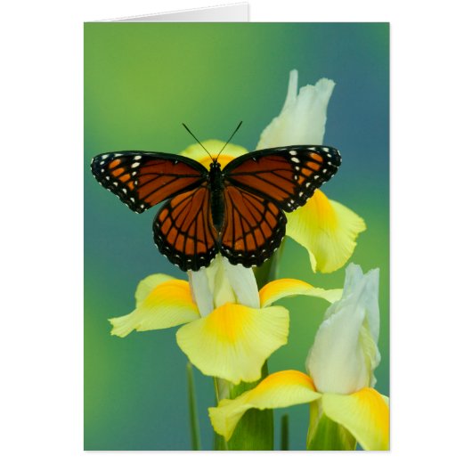A Viceroy Butterfly on a Yellow Japanese Iris (Front)