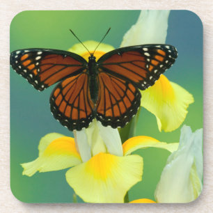 A Viceroy Butterfly on a Yellow Japanese Iris Beverage Coaster