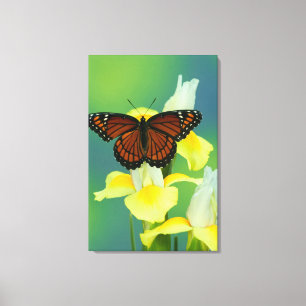 A Viceroy Butterfly on a Yellow Japanese Iris Canvas Print
