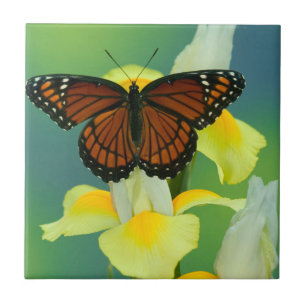 A Viceroy Butterfly on a Yellow Japanese Iris Ceramic Tile