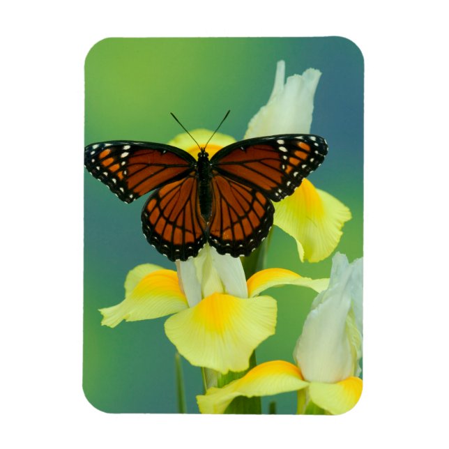 A Viceroy Butterfly on a Yellow Japanese Iris Magnet (Vertical)