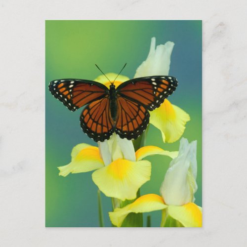 A Viceroy Butterfly on a Yellow Japanese Iris Postcard