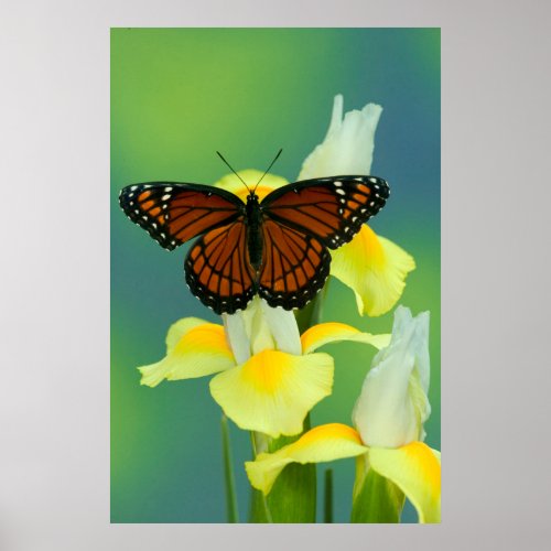 A Viceroy Butterfly on a Yellow Japanese Iris Poster