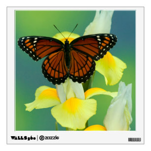 A Viceroy Butterfly on a Yellow Japanese Iris Wall Decal