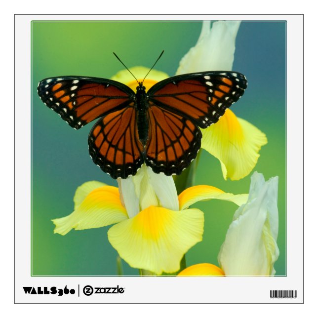A Viceroy Butterfly on a Yellow Japanese Iris Wall Decal (Front)