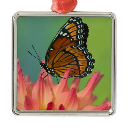 A Viceroy Butterfly on a Zinnia Metal Ornament