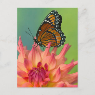 A Viceroy Butterfly on a Zinnia Postcard