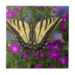 A Viceroy Butterfly on Dark Pink Flowers Ceramic Tile