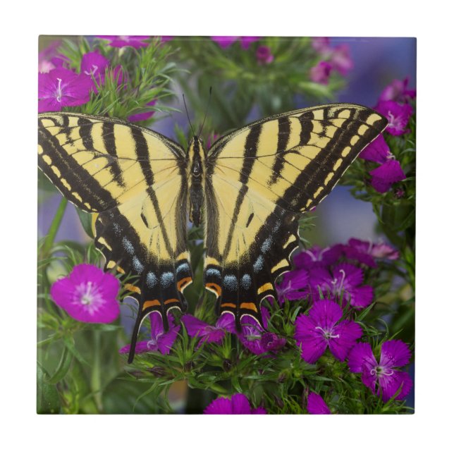 A Viceroy Butterfly on Dark Pink Flowers Ceramic Tile (Front)