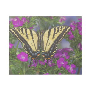 A Viceroy Butterfly on Dark Pink Flowers Gallery Wrap