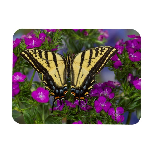 A Viceroy Butterfly on Dark Pink Flowers Magnet (Horizontal)