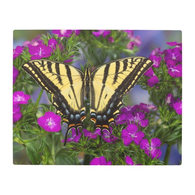 A Viceroy Butterfly on Dark Pink Flowers Metal Print (Front)