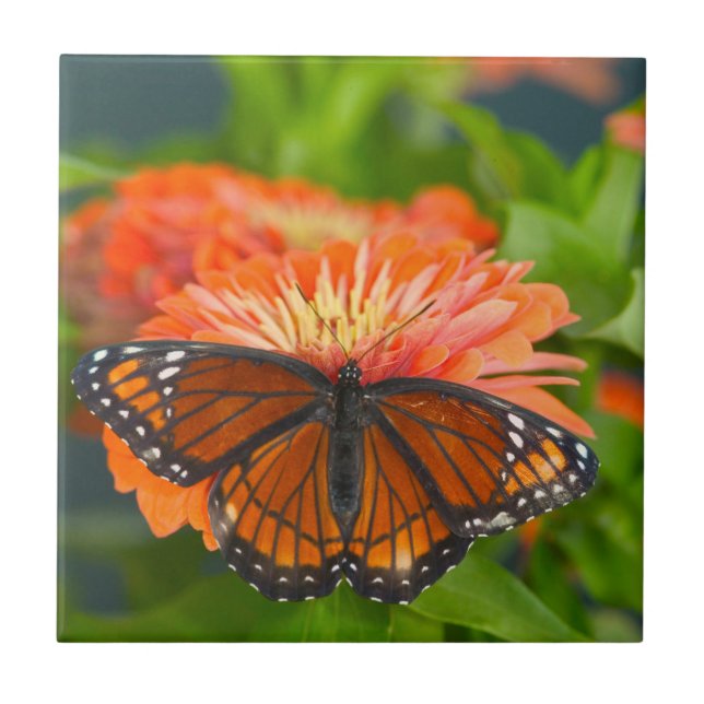 A Viceroy Butterfly on Orange Zinnias Ceramic Tile (Front)