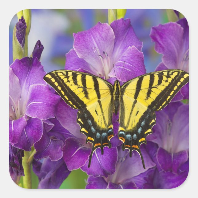 A Viceroy Butterfly on Purple Glads Square Sticker (Front)