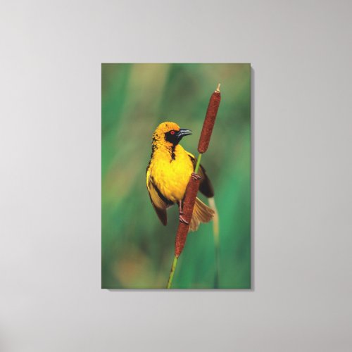 A Village Weaver calling while perched on a reed Canvas Print