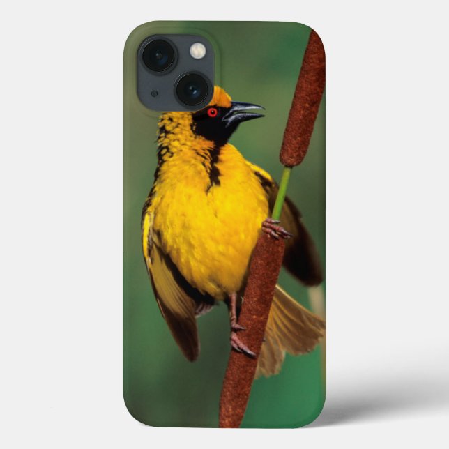 A Village Weaver calling while perched on a reed Case-Mate iPhone Case (Back)