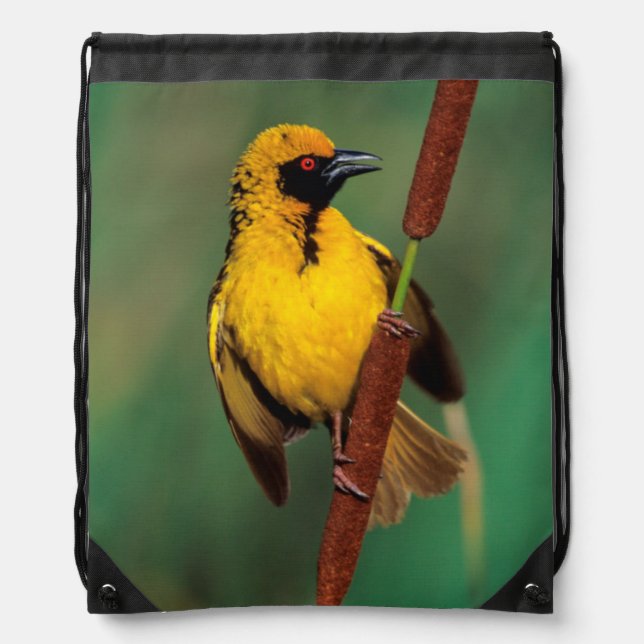 A Village Weaver calling while perched on a reed Drawstring Bag (Front)