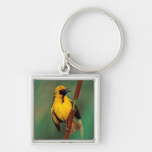 A Village Weaver calling while perched on a reed Keychain