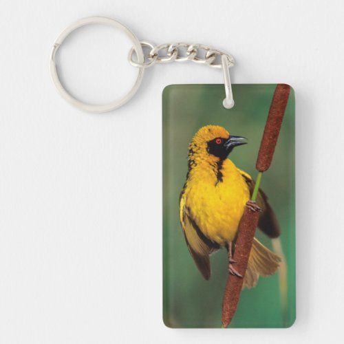 A Village Weaver calling while perched on a reed Keychain