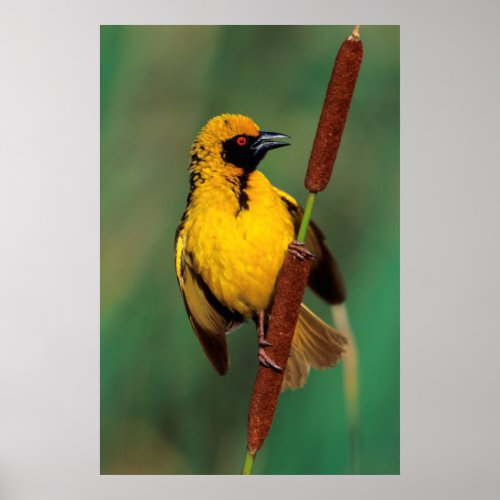 A Village Weaver calling while perched on a reed Poster