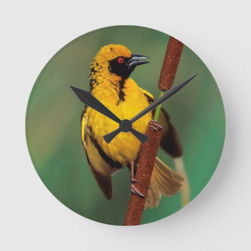 A Village Weaver calling while perched on a reed Round Clock