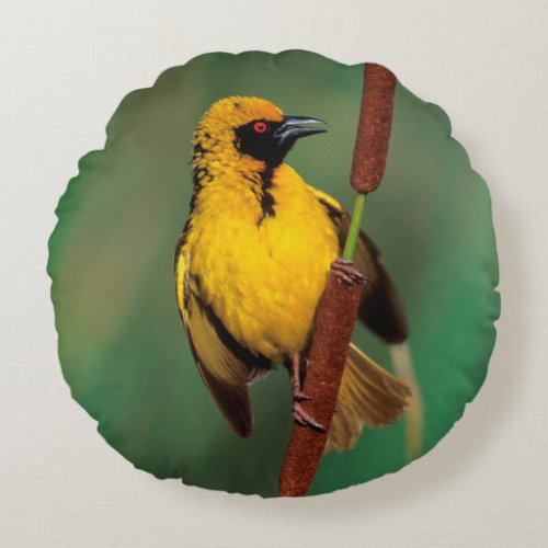 A Village Weaver calling while perched on a reed Round Pillow