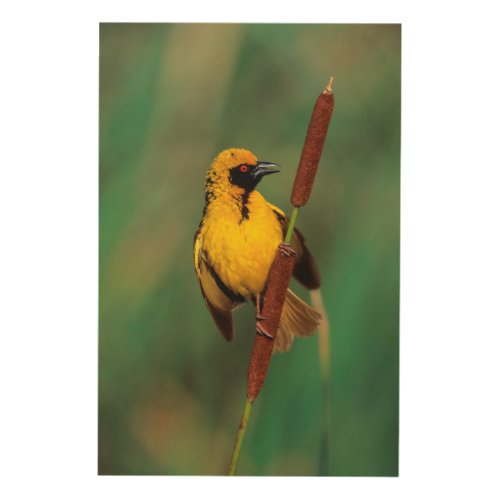 A Village Weaver calling while perched on a reed Wood Wall Decor