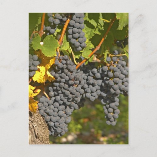 A vine with ripe Merlot grape bunches _ Chateau Postcard